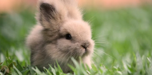 Fluffy Bunnies : Wicca et petites fleurs